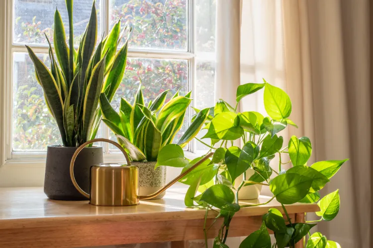 plantes contre la condensation qui absorbent humidité pour rebord fenetre intérieur