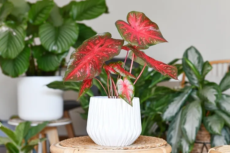 plantes d'intérieur aux feuilles rouges caladium