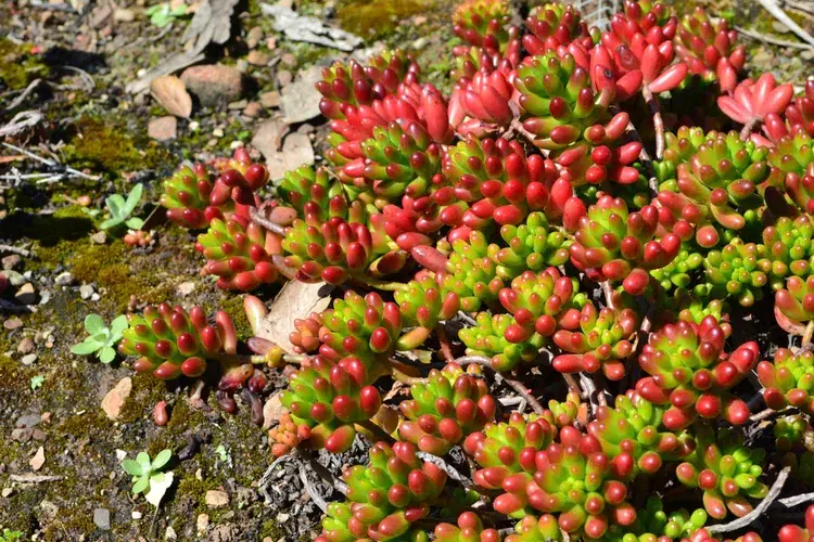 plantes grasses à feuilles rouges sedum rubrotinctum