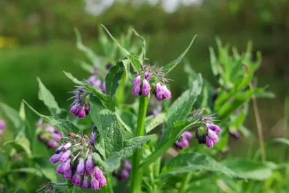 plantes qui fertilisent le sol naturellement engrais verts vivants jardin permacole consoude