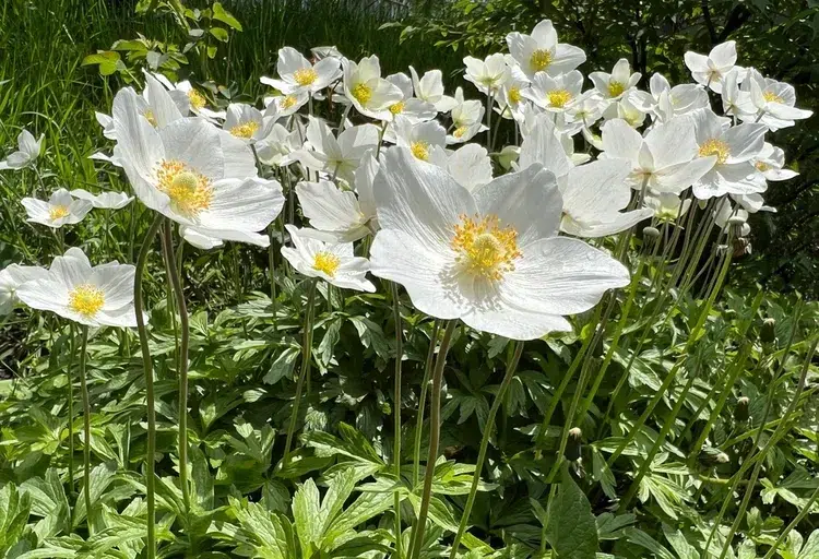 plantes vivaces avec fleurs blanches anémone des fleuristes