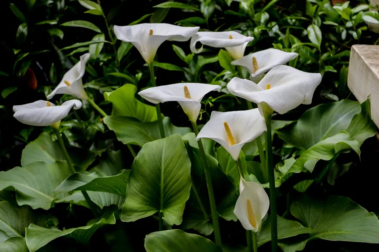 plantes vivaces avec fleurs blanches arum