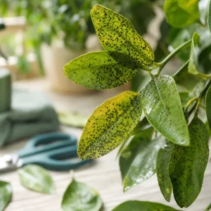 points noirs sur les feuilles du citronnier maladie cochenille fumagine traitement naturel 
