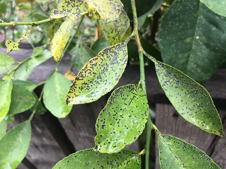 points noirs sur les feuilles du citronnier maladie cochenille fumagine traitement naturel 