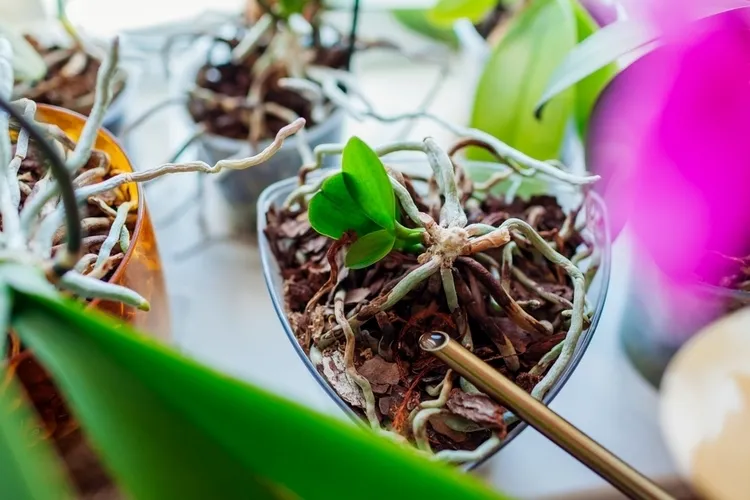 pot transparent pour orchidée perméabilité récipient offre espace racines pousser librement