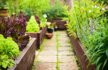 pourquoi comment pratiquer le jardinage surélevé faire un carré sur pied quels avantages