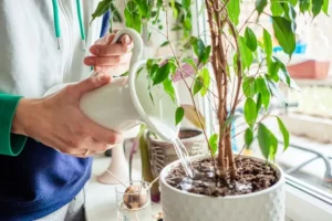pourquoi comment utiliser le vinaigre blanc pour arroser les plantes interieur jardin fongicide herbacide insecticide naturel
