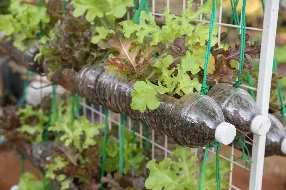 pourquoi cultiver de la laitue dans des bouteilles en plastique