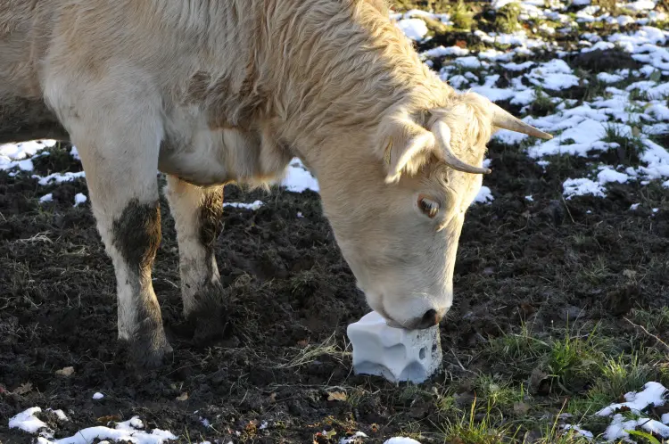 pourquoi donner du sel aux vaches santé blocs de sel chèvres 