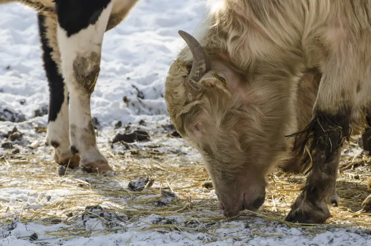 pourquoi donner du sel aux vaches santé carence aliment préféré 