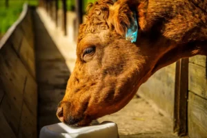 pourquoi donner du sel aux vaches vertus santé lécher judy faustine shutterstock