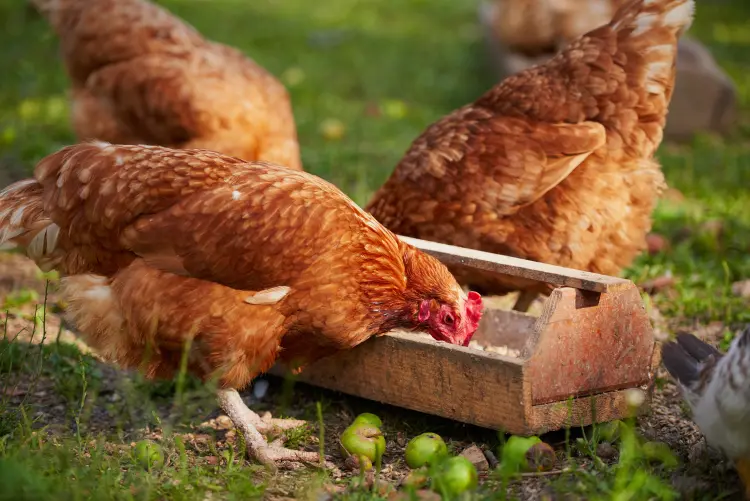 pourquoi donner du thym aux poules bienfaits santé soigner hiver faire pondre poux infusion ail 