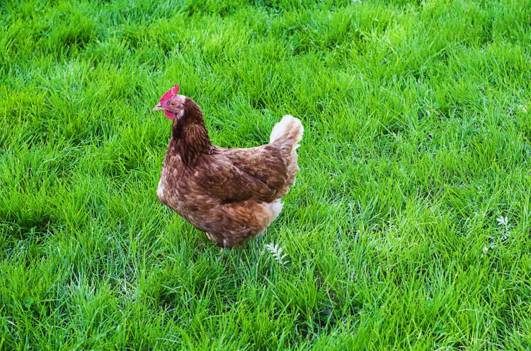 pourquoi donner du thym aux poules comment infusion antibiotique naturel vermifuge