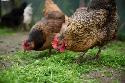 pourquoi donner du thym aux poules faire vermifuge naturel soigner infusion ail vers miroslaw gierczyk shutterstock