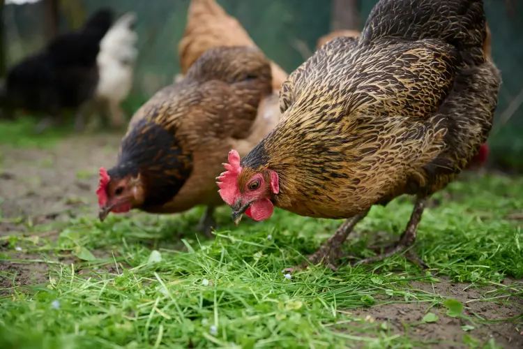 pourquoi donner du thym aux poules faire vermifuge naturel soigner infusion ail vers 