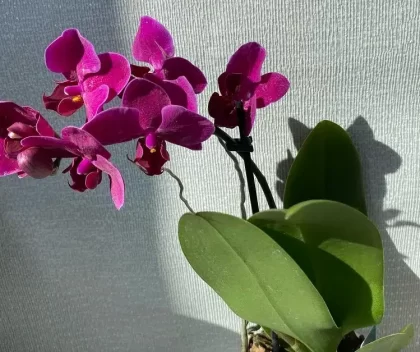 pourquoi faut il arroser les orchidées avec du thé vert engrais naturel croissance floraison