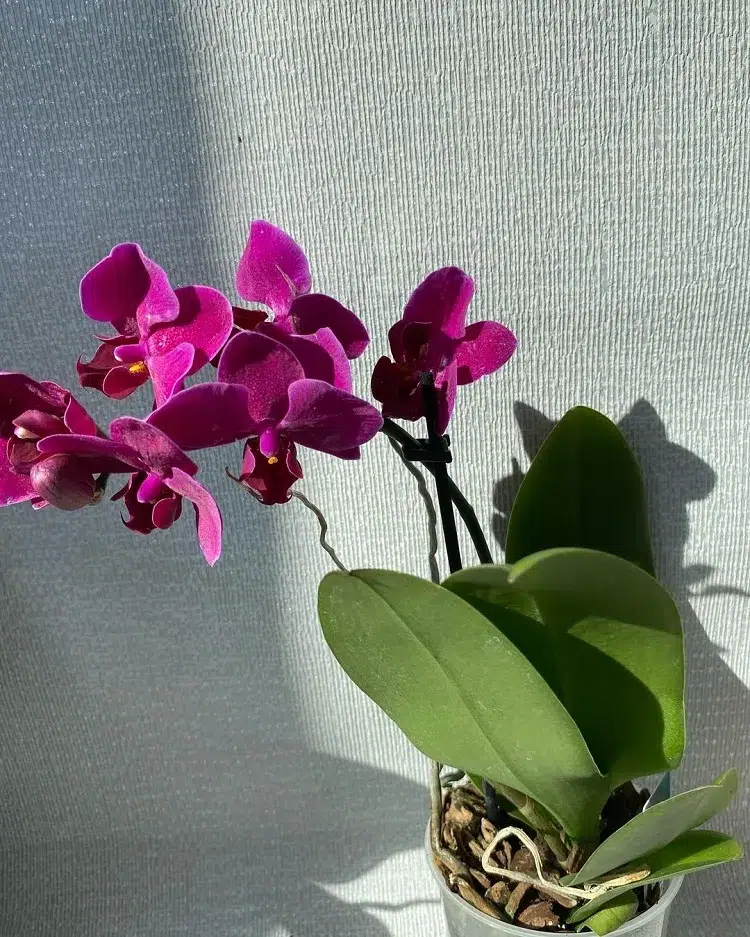 pourquoi faut il arroser les orchidées avec du thé vert engrais naturel croissance floraison