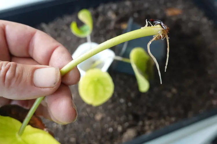pourquoi les feuilles de pilea s'enroulent que faire jaunissent tombent arrosage entretien