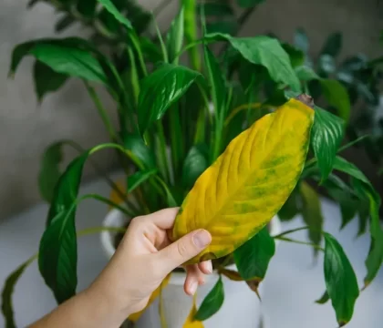 pourquoi les feuilles du spathiphyllum deviennent jaunes