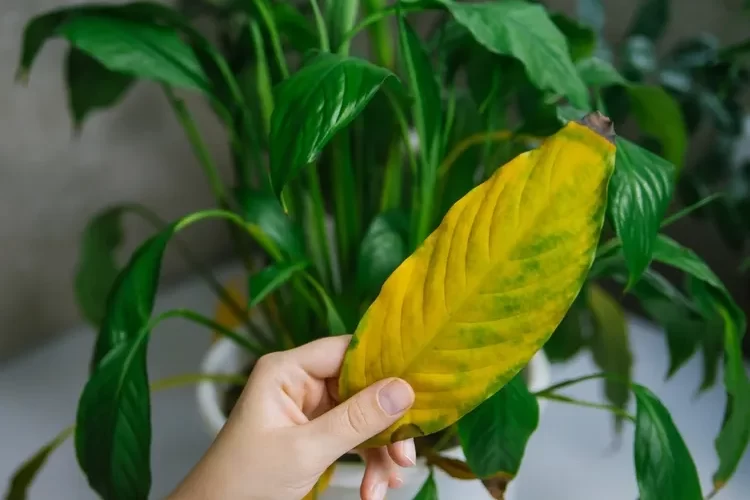 pourquoi les feuilles du spathiphyllum deviennent jaunes