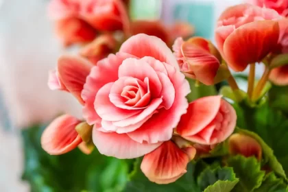 pourquoi les fleurs de bégonia tombent