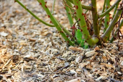 pourquoi mettre des coquilles de noix sur les rosiers bienfaits paillage engrais compost repulsif pucerons