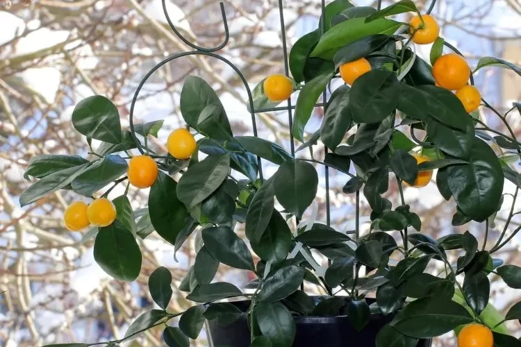 pourquoi mettre un clou dans le pot du citronnier fer responsable processus biologiques