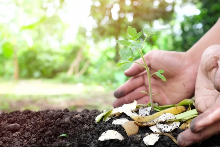 pourquoi ne pas mettre de terre dans le compost mettre petite quantité compost terre végétale