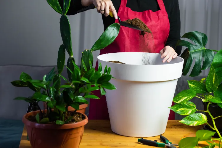 préparer le pot pour plante grimpante