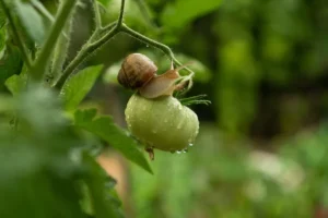 produit naturel recette contre limaces escargot marc de café sec répulsif efficace