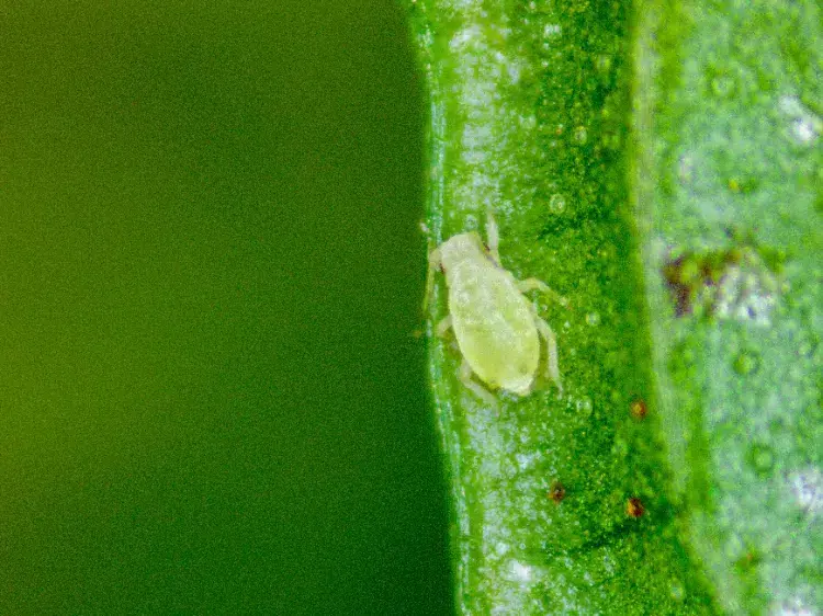 pucerons sur plantes