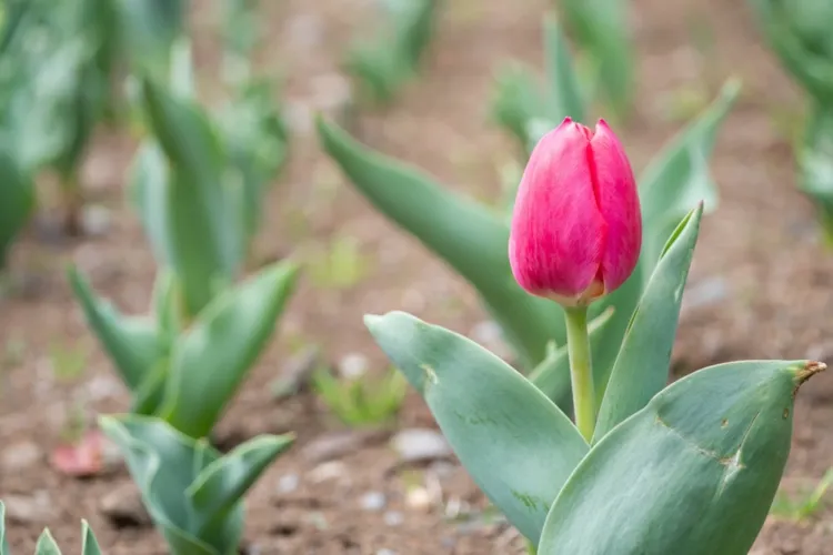 quand commencer plantes tulipes pleine terre jardin automne printemps