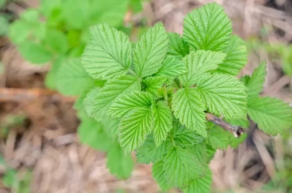 quand comment planter des rejets de framboisiers que faire tailler engrais naturel firuza39 shutterstock