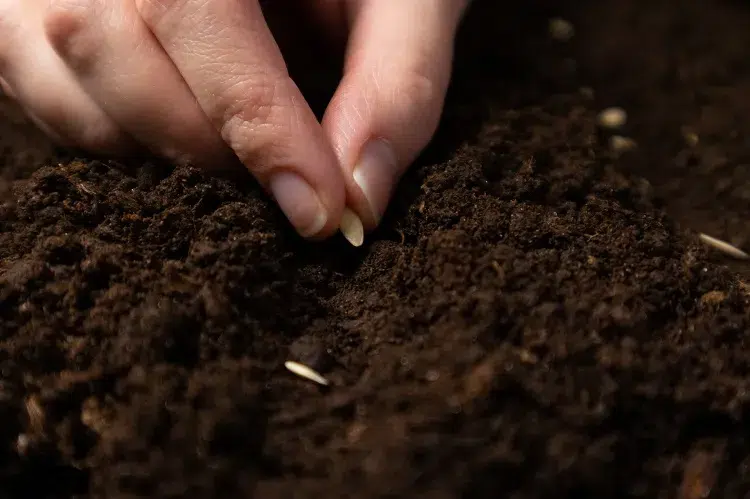 quand comment semer des semis de concombre intérieur pot godet extérieur pleine terre sous serre