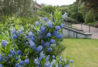 quand mettre de l'engrais au céanothe