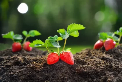 quand planter les fraisiers en 2024 en pleine terre jardin comment amenic181 shutterstock