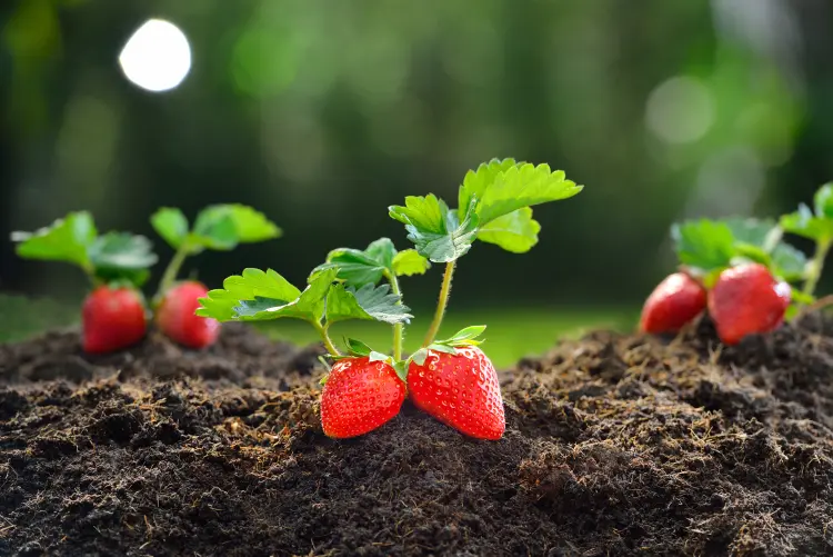 quand planter les fraisiers en 2024 en pleine terre jardin comment 