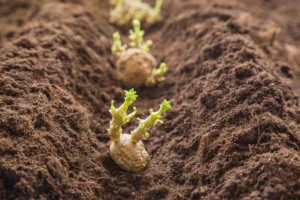 quand planter les pommes de terre en 2024