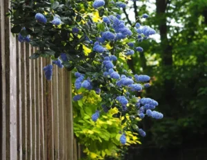 quand planter un céanothe en pleine terre et en pot