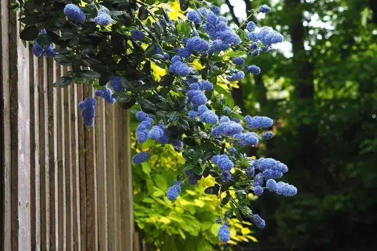 quand planter un céanothe en pleine terre et en pot