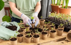 quand repiquer les semis de tomates en godets au jardin pleine terre
