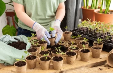 quand repiquer les semis de tomates en godets au jardin pleine terre