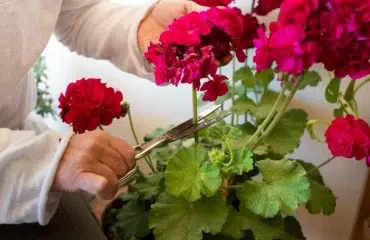 quand tailler geranium hiver floraison erreurs eviter