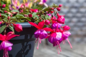quand tailler les fuchsias pots retombants taille modérée forme garder compacte touffue