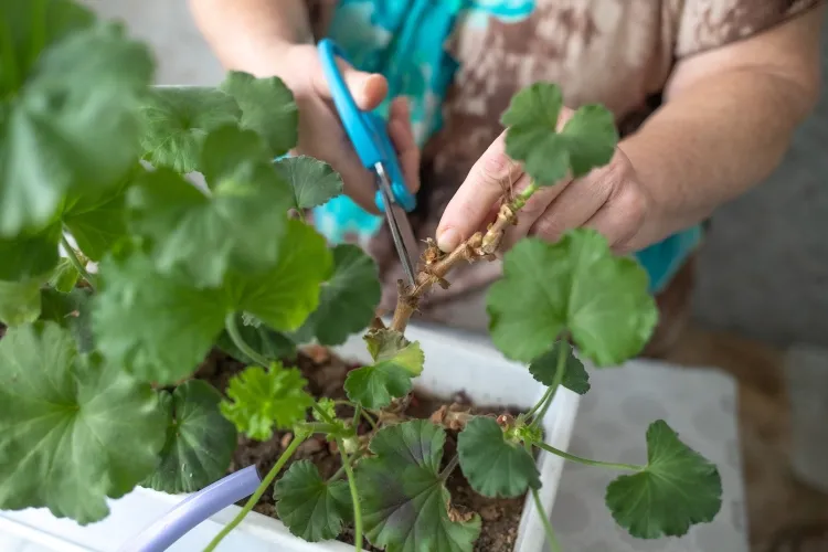 quand tailler les pélargoniums avant l’hiver taille éliminer tiges mortes feuilles fanées