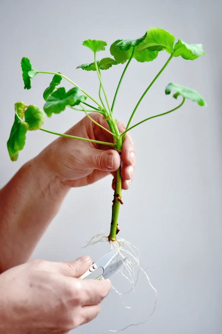 quand tailler les pélargoniums en pot géranium balcon fleuriste plante frileuse rentrer abri