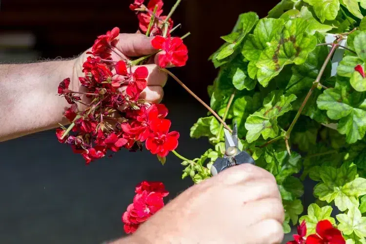 quand tailler les pélargoniums pour l’hiver climat doux laisser dehors climat rigoureux intérieur