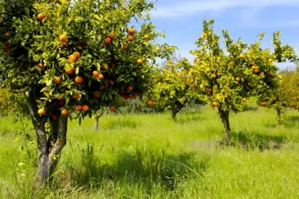 que planter au pied des agrumes citronnier orange clementine arbres fruitiers