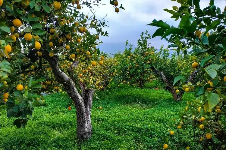 que planter au pied des agrumes citronnier orange romarin
