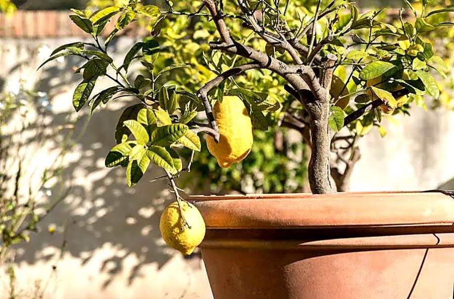 que planter au pied d'un citronnier en pot en 2026